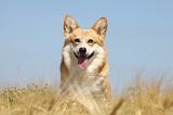 CORGI PEMBROKE 709
